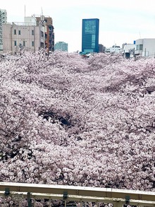 桜満開ですね