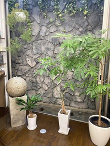 植物が育つ理由