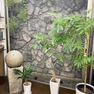 植物が育つ理由