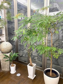 植物は生きている