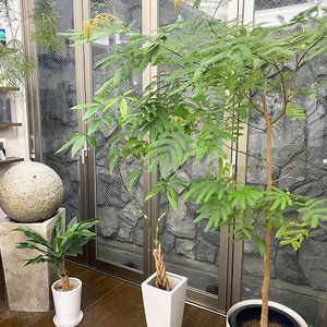 植物は生きている