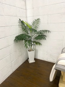 植物が育ちづらい場所