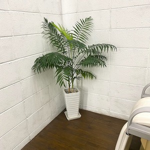 植物が育ちづらい場所