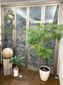 成長する植物