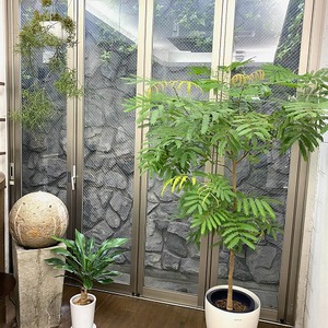 成長する植物