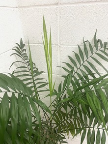 植物が育ちずらい場所で