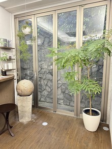 成長するネムノキ