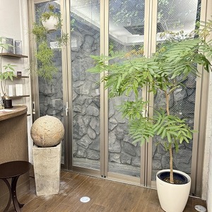 成長するネムノキ