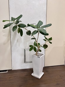 よく育つ植物