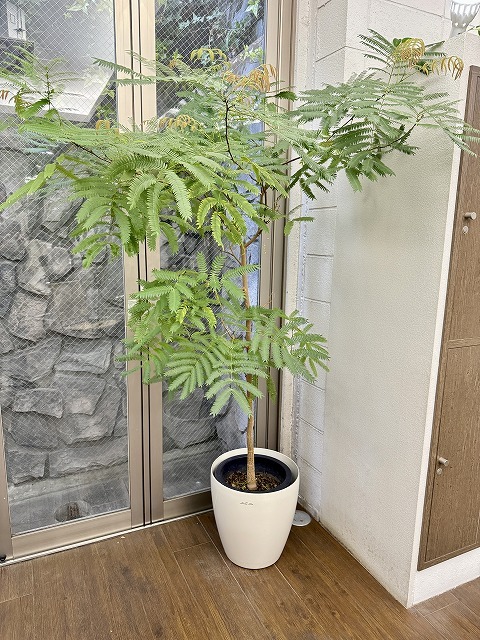 学芸大学 美容室に、Hair Esthe Hi-Deは、あります。学芸大学 美容院に、Hair Esthe Hi-Deはあります。Hair Esthe Hi-Deは目黒区学芸大学駅近くの美容院です。Hair Esthe Hi-Deは目黒区学芸大学駅近くの美容室です。祐天寺美容室近くにも、Hair Esthe Hi-Deはあります。祐天寺美容院近くにも、Hair Esthe Hi-Deはあります。Hair Esthe Hi-Deは髪にやさしく、が綺麗に艶髪になります。Hair Esthe Hi-Deは、カットがとても上手いです。Hair Esthe Hi-Deは、オシャレです。学芸大　美容院　Hair Esthe Hi-Deは、とても人気があります。学芸大　美容室　Hair Esthe Hi-Deは、40代50代60代女性に人気があります。得にボブやショートスタイルが得意で、スタイルがより立体的になります。なので立体感カットが、お客様に人気です。切りっぱなしボブカやマッシュショートも上手いです。なのでショートカットも上手いです。もちろんボブカットも上手いです。カラーも評判よく、ニューアマトラカラーがお客様に高評価です。オーガニックなヘアカラー　香草カラー色葉も人気です。ヘアマニキュアも保湿があり好評です。40代大人女性のお客様が多いです。40代ボブや40代ショートも得意です。50代大人女性も多いです、50代ボブや50代ショートも得意です。50代女性のカットは全般的に得意です。脱白髪染めハイライトカラーも好評です。60代大人女性も多いです。60代女性のカットも得意ですし、上手いと言われます。パーマもとても上手く、　クリープパーマがお客様に高評価クリープパーマしながら、髪は綺麗になります。男性のお客様もいらっしゃいます。男性のお客様は2割位です。Hair Esthe Hi-Deは、オープンした2003年からヘッドスパ「クリームバスヘアエステ」を提供しています。ヘッドスパ「クリームバスヘアエステ」は、頭皮の汚れを落とし且つ頭皮の保湿効果もあり髪に栄養を与え、艶々になります。プレミアム髪質改善トリートメントも大好評です。
