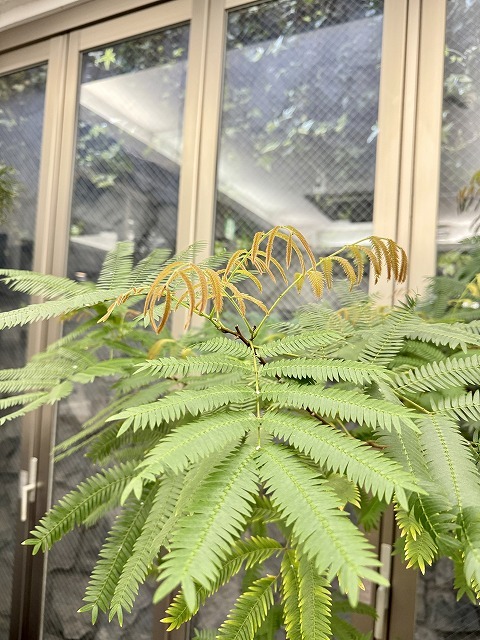 学芸大学 美容室に、Hair Esthe Hi-Deは、あります。学芸大学 美容院に、Hair Esthe Hi-Deはあります。Hair Esthe Hi-Deは目黒区学芸大学駅近くの美容院です。Hair Esthe Hi-Deは目黒区学芸大学駅近くの美容室です。祐天寺美容室近くにも、Hair Esthe Hi-Deはあります。祐天寺美容院近くにも、Hair Esthe Hi-Deはあります。Hair Esthe Hi-Deは髪にやさしく、が綺麗に艶髪になります。Hair Esthe Hi-Deは、カットがとても上手いです。Hair Esthe Hi-Deは、オシャレです。学芸大　美容院　Hair Esthe Hi-Deは、とても人気があります。学芸大　美容室　Hair Esthe Hi-Deは、40代50代60代女性に人気があります。得にボブやショートスタイルが得意で、スタイルがより立体的になります。なので立体感カットが、お客様に人気です。切りっぱなしボブカやマッシュショートも上手いです。なのでショートカットも上手いです。もちろんボブカットも上手いです。カラーも評判よく、ニューアマトラカラーがお客様に高評価です。オーガニックなヘアカラー　香草カラー色葉も人気です。ヘアマニキュアも保湿があり好評です。40代大人女性のお客様が多いです。40代ボブや40代ショートも得意です。50代大人女性も多いです、50代ボブや50代ショートも得意です。50代女性のカットは全般的に得意です。脱白髪染めハイライトカラーも好評です。60代大人女性も多いです。60代女性のカットも得意ですし、上手いと言われます。パーマもとても上手く、　クリープパーマがお客様に高評価クリープパーマしながら、髪は綺麗になります。男性のお客様もいらっしゃいます。男性のお客様は2割位です。Hair Esthe Hi-Deは、オープンした2003年からヘッドスパ「クリームバスヘアエステ」を提供しています。ヘッドスパ「クリームバスヘアエステ」は、頭皮の汚れを落とし且つ頭皮の保湿効果もあり髪に栄養を与え、艶々になります。プレミアム髪質改善トリートメントも大好評です。
