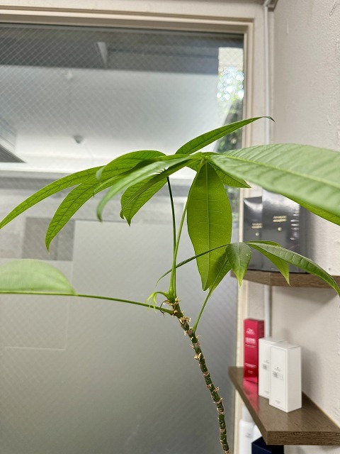 学芸大学 美容室に、Hair Esthe Hi-Deは、あります。学芸大学 美容院に、Hair Esthe Hi-Deはあります。Hair Esthe Hi-Deは目黒区学芸大学駅近くの美容院です。Hair Esthe Hi-Deは目黒区学芸大学駅近くの美容室です。祐天寺美容室近くにも、Hair Esthe Hi-Deはあります。祐天寺美容院近くにも、Hair Esthe Hi-Deはあります。Hair Esthe Hi-Deは髪にやさしく、が綺麗に艶髪になります。Hair Esthe Hi-Deは、カットがとても上手いです。Hair Esthe Hi-Deは、オシャレです。学芸大 美容院 Hair Esthe Hi-Deは、とても人気があります。学芸大 美容室 Hair Esthe Hi-Deは、40代50代60代女性に人気があります。得にボブやショートスタイルが得意で、スタイルがより立体的になります。なので立体感カットが、お客様に人気です。切りっぱなしボブカやマッシュショートも上手いです。なのでショートカットも上手いです。もちろんボブカットも上手いです。カラーも評判よく、ニューアマトラカラーがお客様に高評価です。オーガニックなヘアカラー 香草カラー色葉も人気です。ヘアマニキュアも保湿があり好評です。40代大人女性のお客様が多いです。40代ボブや40代ショートも得意です。50代大人女性も多いです、50代ボブや50代ショートも得意です。50代女性のカットは全般的に得意です。脱白髪染めハイライトカラーも好評です。60代大人女性も多いです。60代女性のカットも得意ですし、上手いと言われます。パーマもとても上手く、 クリープパーマがお客様に高評価クリープパーマしながら、髪は綺麗になります。男性のお客様もいらっしゃいます。男性のお客様は2割位です。Hair Esthe Hi-Deは、オープンした2003年からヘッドスパ「クリームバスヘアエステ」を提供しています。ヘッドスパ「クリームバスヘアエステ」は、頭皮の汚れを落とし且つ頭皮の保湿効果もあり髪に栄養を与え、艶々になります。プレミアム髪質改善トリートメントも大好評です。