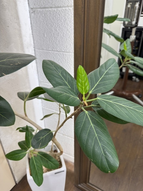 学芸大学 美容室に、Hair Esthe Hi-Deは、あります。学芸大学 美容院に、Hair Esthe Hi-Deはあります。Hair Esthe Hi-Deは目黒区学芸大学駅近くの美容院です。Hair Esthe Hi-Deは目黒区学芸大学駅近くの美容室です。祐天寺美容室近くにも、Hair Esthe Hi-Deはあります。祐天寺美容院近くにも、Hair Esthe Hi-Deはあります。Hair Esthe Hi-Deは髪にやさしく、が綺麗に艶髪になります。Hair Esthe Hi-Deは、カットがとても上手いです。Hair Esthe Hi-Deは、オシャレです。学芸大　美容院　Hair Esthe Hi-Deは、とても人気があります。学芸大　美容室　Hair Esthe Hi-Deは、40代50代60代女性に人気があります。得にボブやショートスタイルが得意で、スタイルがより立体的になります。なので立体感カットが、お客様に人気です。切りっぱなしボブカやマッシュショートも上手いです。なのでショートカットも上手いです。もちろんボブカットも上手いです。カラーも評判よく、ニューアマトラカラーがお客様に高評価です。オーガニックなヘアカラー　香草カラー色葉も人気です。ヘアマニキュアも保湿があり好評です。40代大人女性のお客様が多いです。40代ボブや40代ショートも得意です。50代大人女性も多いです、50代ボブや50代ショートも得意です。50代女性のカットは全般的に得意です。脱白髪染めハイライトカラーも好評です。60代大人女性も多いです。60代女性のカットも得意ですし、上手いと言われます。パーマもとても上手く、　クリープパーマがお客様に高評価クリープパーマしながら、髪は綺麗になります。男性のお客様もいらっしゃいます。男性のお客様は2割位です。Hair Esthe Hi-Deは、オープンした2003年からヘッドスパ「クリームバスヘアエステ」を提供しています。ヘッドスパ「クリームバスヘアエステ」は、頭皮の汚れを落とし且つ頭皮の保湿効果もあり髪に栄養を与え、艶々になります。プレミアム髪質改善トリートメントも大好評です。