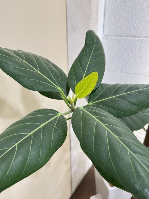 学芸大学 美容室に、Hair Esthe Hi-Deは、あります。学芸大学 美容院に、Hair Esthe Hi-Deはあります。Hair Esthe Hi-Deは目黒区学芸大学駅近くの美容院です。Hair Esthe Hi-Deは目黒区学芸大学駅近くの美容室です。祐天寺美容室近くにも、Hair Esthe Hi-Deはあります。祐天寺美容院近くにも、Hair Esthe Hi-Deはあります。Hair Esthe Hi-Deは髪にやさしく、が綺麗に艶髪になります。Hair Esthe Hi-Deは、カットがとても上手いです。Hair Esthe Hi-Deは、オシャレです。学芸大　美容院　Hair Esthe Hi-Deは、とても人気があります。学芸大　美容室　Hair Esthe Hi-Deは、40代50代60代女性に人気があります。得にボブやショートスタイルが得意で、スタイルがより立体的になります。なので立体感カットが、お客様に人気です。切りっぱなしボブカやマッシュショートも上手いです。なのでショートカットも上手いです。もちろんボブカットも上手いです。カラーも評判よく、ニューアマトラカラーがお客様に高評価です。オーガニックなヘアカラー　香草カラー色葉も人気です。ヘアマニキュアも保湿があり好評です。40代大人女性のお客様が多いです。40代ボブや40代ショートも得意です。50代大人女性も多いです、50代ボブや50代ショートも得意です。50代女性のカットは全般的に得意です。脱白髪染めハイライトカラーも好評です。60代大人女性も多いです。60代女性のカットも得意ですし、上手いと言われます。パーマもとても上手く、　クリープパーマがお客様に高評価クリープパーマしながら、髪は綺麗になります。男性のお客様もいらっしゃいます。男性のお客様は2割位です。Hair Esthe Hi-Deは、オープンした2003年からヘッドスパ「クリームバスヘアエステ」を提供しています。ヘッドスパ「クリームバスヘアエステ」は、頭皮の汚れを落とし且つ頭皮の保湿効果もあり髪に栄養を与え、艶々になります。プレミアム髪質改善トリートメントも大好評です。