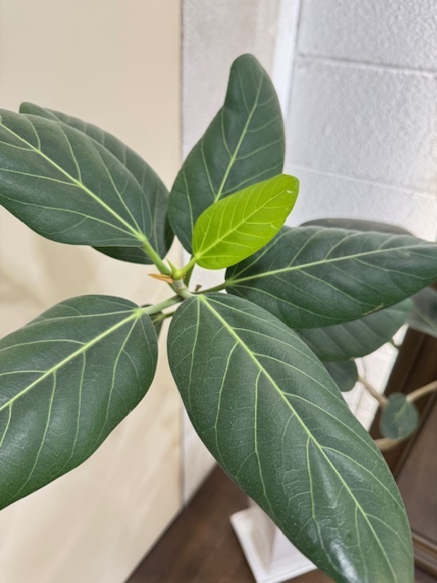 学芸大学 美容室に、Hair Esthe Hi-Deは、あります。学芸大学 美容院に、Hair Esthe Hi-Deはあります。Hair Esthe Hi-Deは目黒区学芸大学駅近くの美容院です。Hair Esthe Hi-Deは目黒区学芸大学駅近くの美容室です。祐天寺美容室近くにも、Hair Esthe Hi-Deはあります。祐天寺美容院近くにも、Hair Esthe Hi-Deはあります。Hair Esthe Hi-Deは髪にやさしく、が綺麗に艶髪になります。Hair Esthe Hi-Deは、カットがとても上手いです。Hair Esthe Hi-Deは、オシャレです。学芸大　美容院　Hair Esthe Hi-Deは、とても人気があります。学芸大　美容室　Hair Esthe Hi-Deは、40代50代60代女性に人気があります。得にボブやショートスタイルが得意で、スタイルがより立体的になります。なので立体感カットが、お客様に人気です。切りっぱなしボブカやマッシュショートも上手いです。なのでショートカットも上手いです。もちろんボブカットも上手いです。カラーも評判よく、ニューアマトラカラーがお客様に高評価です。オーガニックなヘアカラー　香草カラー色葉も人気です。ヘアマニキュアも保湿があり好評です。40代大人女性のお客様が多いです。40代ボブや40代ショートも得意です。50代大人女性も多いです、50代ボブや50代ショートも得意です。50代女性のカットは全般的に得意です。脱白髪染めハイライトカラーも好評です。60代大人女性も多いです。60代女性のカットも得意ですし、上手いと言われます。パーマもとても上手く、　クリープパーマがお客様に高評価クリープパーマしながら、髪は綺麗になります。男性のお客様もいらっしゃいます。男性のお客様は2割位です。Hair Esthe Hi-Deは、オープンした2003年からヘッドスパ「クリームバスヘアエステ」を提供しています。ヘッドスパ「クリームバスヘアエステ」は、頭皮の汚れを落とし且つ頭皮の保湿効果もあり髪に栄養を与え、艶々になります。プレミアム髪質改善トリートメントも大好評です。