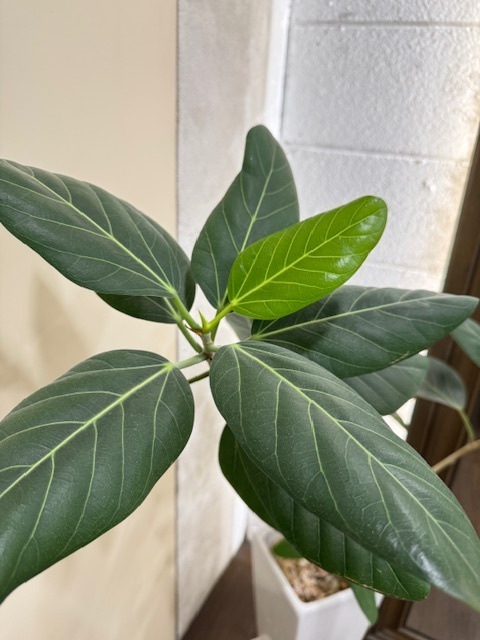 学芸大学 美容室に、Hair Esthe Hi-Deは、あります。学芸大学 美容院に、Hair Esthe Hi-Deはあります。Hair Esthe Hi-Deは目黒区学芸大学駅近くの美容院です。Hair Esthe Hi-Deは目黒区学芸大学駅近くの美容室です。祐天寺美容室近くにも、Hair Esthe Hi-Deはあります。祐天寺美容院近くにも、Hair Esthe Hi-Deはあります。Hair Esthe Hi-Deは髪にやさしく、が綺麗に艶髪になります。Hair Esthe Hi-Deは、カットがとても上手いです。Hair Esthe Hi-Deは、オシャレです。学芸大　美容院　Hair Esthe Hi-Deは、とても人気があります。学芸大　美容室　Hair Esthe Hi-Deは、40代50代60代女性に人気があります。得にボブやショートスタイルが得意で、スタイルがより立体的になります。なので立体感カットが、お客様に人気です。切りっぱなしボブカやマッシュショートも上手いです。なのでショートカットも上手いです。もちろんボブカットも上手いです。カラーも評判よく、ニューアマトラカラーがお客様に高評価です。オーガニックなヘアカラー　香草カラー色葉も人気です。ヘアマニキュアも保湿があり好評です。40代大人女性のお客様が多いです。40代ボブや40代ショートも得意です。50代大人女性も多いです、50代ボブや50代ショートも得意です。50代女性のカットは全般的に得意です。脱白髪染めハイライトカラーも好評です。60代大人女性も多いです。60代女性のカットも得意ですし、上手いと言われます。パーマもとても上手く、　クリープパーマがお客様に高評価クリープパーマしながら、髪は綺麗になります。男性のお客様もいらっしゃいます。男性のお客様は2割位です。Hair Esthe Hi-Deは、オープンした2003年からヘッドスパ「クリームバスヘアエステ」を提供しています。ヘッドスパ「クリームバスヘアエステ」は、頭皮の汚れを落とし且つ頭皮の保湿効果もあり髪に栄養を与え、艶々になります。プレミアム髪質改善トリートメントも大好評です。