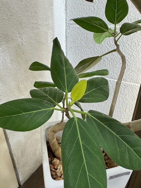 学芸大学 美容室に、Hair Esthe Hi-Deは、あります。学芸大学 美容院に、Hair Esthe Hi-Deはあります。Hair Esthe Hi-Deは目黒区学芸大学駅近くの美容院です。Hair Esthe Hi-Deは目黒区学芸大学駅近くの美容室です。祐天寺美容室近くにも、Hair Esthe Hi-Deはあります。祐天寺美容院近くにも、Hair Esthe Hi-Deはあります。Hair Esthe Hi-Deは髪にやさしく、が綺麗に艶髪になります。Hair Esthe Hi-Deは、カットがとても上手いです。Hair Esthe Hi-Deは、オシャレです。学芸大　美容院　Hair Esthe Hi-Deは、とても人気があります。学芸大　美容室　Hair Esthe Hi-Deは、40代50代60代女性に人気があります。得にボブやショートスタイルが得意で、スタイルがより立体的になります。なので立体感カットが、お客様に人気です。切りっぱなしボブカやマッシュショートも上手いです。なのでショートカットも上手いです。もちろんボブカットも上手いです。カラーも評判よく、ニューアマトラカラーがお客様に高評価です。オーガニックなヘアカラー　香草カラー色葉も人気です。ヘアマニキュアも保湿があり好評です。40代大人女性のお客様が多いです。40代ボブや40代ショートも得意です。50代大人女性も多いです、50代ボブや50代ショートも得意です。50代女性のカットは全般的に得意です。脱白髪染めハイライトカラーも好評です。60代大人女性も多いです。60代女性のカットも得意ですし、上手いと言われます。パーマもとても上手く、　クリープパーマがお客様に高評価クリープパーマしながら、髪は綺麗になります。男性のお客様もいらっしゃいます。男性のお客様は2割位です。Hair Esthe Hi-Deは、オープンした2003年からヘッドスパ「クリームバスヘアエステ」を提供しています。ヘッドスパ「クリームバスヘアエステ」は、頭皮の汚れを落とし且つ頭皮の保湿効果もあり髪に栄養を与え、艶々になります。プレミアム髪質改善トリートメントも大好評です。