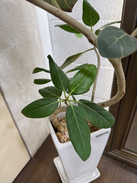 学芸大学 美容室に、Hair Esthe Hi-Deは、あります。学芸大学 美容院に、Hair Esthe Hi-Deはあります。Hair Esthe Hi-Deは目黒区学芸大学駅近くの美容院です。Hair Esthe Hi-Deは目黒区学芸大学駅近くの美容室です。祐天寺美容室近くにも、Hair Esthe Hi-Deはあります。祐天寺美容院近くにも、Hair Esthe Hi-Deはあります。Hair Esthe Hi-Deは髪にやさしく、が綺麗に艶髪になります。Hair Esthe Hi-Deは、カットがとても上手いです。Hair Esthe Hi-Deは、オシャレです。学芸大　美容院　Hair Esthe Hi-Deは、とても人気があります。学芸大　美容室　Hair Esthe Hi-Deは、40代50代60代女性に人気があります。得にボブやショートスタイルが得意で、スタイルがより立体的になります。なので立体感カットが、お客様に人気です。切りっぱなしボブカやマッシュショートも上手いです。なのでショートカットも上手いです。もちろんボブカットも上手いです。カラーも評判よく、ニューアマトラカラーがお客様に高評価です。オーガニックなヘアカラー　香草カラー色葉も人気です。ヘアマニキュアも保湿があり好評です。40代大人女性のお客様が多いです。40代ボブや40代ショートも得意です。50代大人女性も多いです、50代ボブや50代ショートも得意です。50代女性のカットは全般的に得意です。脱白髪染めハイライトカラーも好評です。60代大人女性も多いです。60代女性のカットも得意ですし、上手いと言われます。パーマもとても上手く、　クリープパーマがお客様に高評価クリープパーマしながら、髪は綺麗になります。男性のお客様もいらっしゃいます。男性のお客様は2割位です。Hair Esthe Hi-Deは、オープンした2003年からヘッドスパ「クリームバスヘアエステ」を提供しています。ヘッドスパ「クリームバスヘアエステ」は、頭皮の汚れを落とし且つ頭皮の保湿効果もあり髪に栄養を与え、艶々になります。プレミアム髪質改善トリートメントも大好評です。