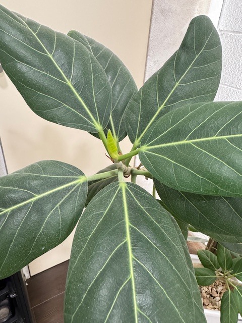 学芸大学 美容室に、Hair Esthe Hi-Deは、あります。学芸大学 美容院に、Hair Esthe Hi-Deはあります。Hair Esthe Hi-Deは目黒区学芸大学駅近くの美容院です。Hair Esthe Hi-Deは目黒区学芸大学駅近くの美容室です。祐天寺美容室近くにも、Hair Esthe Hi-Deはあります。祐天寺美容院近くにも、Hair Esthe Hi-Deはあります。Hair Esthe Hi-Deは髪にやさしく、が綺麗に艶髪になります。Hair Esthe Hi-Deは、カットがとても上手いです。Hair Esthe Hi-Deは、オシャレです。学芸大　美容院　Hair Esthe Hi-Deは、とても人気があります。学芸大　美容室　Hair Esthe Hi-Deは、40代50代60代女性に人気があります。得にボブやショートスタイルが得意で、スタイルがより立体的になります。なので立体感カットが、お客様に人気です。切りっぱなしボブカやマッシュショートも上手いです。なのでショートカットも上手いです。もちろんボブカットも上手いです。カラーも評判よく、ニューアマトラカラーがお客様に高評価です。オーガニックなヘアカラー　香草カラー色葉も人気です。ヘアマニキュアも保湿があり好評です。40代大人女性のお客様が多いです。40代ボブや40代ショートも得意です。50代大人女性も多いです、50代ボブや50代ショートも得意です。50代女性のカットは全般的に得意です。脱白髪染めハイライトカラーも好評です。60代大人女性も多いです。60代女性のカットも得意ですし、上手いと言われます。パーマもとても上手く、　クリープパーマがお客様に高評価クリープパーマしながら、髪は綺麗になります。男性のお客様もいらっしゃいます。男性のお客様は2割位です。Hair Esthe Hi-Deは、オープンした2003年からヘッドスパ「クリームバスヘアエステ」を提供しています。ヘッドスパ「クリームバスヘアエステ」は、頭皮の汚れを落とし且つ頭皮の保湿効果もあり髪に栄養を与え、艶々になります。プレミアム髪質改善トリートメントも大好評です。