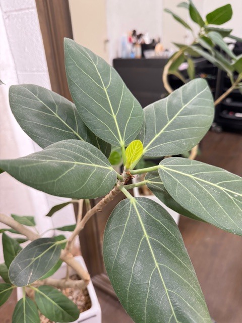 学芸大学 美容室に、Hair Esthe Hi-Deは、あります。学芸大学 美容院に、Hair Esthe Hi-Deはあります。Hair Esthe Hi-Deは目黒区学芸大学駅近くの美容院です。Hair Esthe Hi-Deは目黒区学芸大学駅近くの美容室です。祐天寺美容室近くにも、Hair Esthe Hi-Deはあります。祐天寺美容院近くにも、Hair Esthe Hi-Deはあります。Hair Esthe Hi-Deは髪にやさしく、が綺麗に艶髪になります。Hair Esthe Hi-Deは、カットがとても上手いです。Hair Esthe Hi-Deは、オシャレです。学芸大　美容院　Hair Esthe Hi-Deは、とても人気があります。学芸大　美容室　Hair Esthe Hi-Deは、40代50代60代女性に人気があります。得にボブやショートスタイルが得意で、スタイルがより立体的になります。なので立体感カットが、お客様に人気です。切りっぱなしボブカやマッシュショートも上手いです。なのでショートカットも上手いです。もちろんボブカットも上手いです。カラーも評判よく、ニューアマトラカラーがお客様に高評価です。オーガニックなヘアカラー　香草カラー色葉も人気です。ヘアマニキュアも保湿があり好評です。40代大人女性のお客様が多いです。40代ボブや40代ショートも得意です。50代大人女性も多いです、50代ボブや50代ショートも得意です。50代女性のカットは全般的に得意です。脱白髪染めハイライトカラーも好評です。60代大人女性も多いです。60代女性のカットも得意ですし、上手いと言われます。パーマもとても上手く、　クリープパーマがお客様に高評価クリープパーマしながら、髪は綺麗になります。男性のお客様もいらっしゃいます。男性のお客様は2割位です。Hair Esthe Hi-Deは、オープンした2003年からヘッドスパ「クリームバスヘアエステ」を提供しています。ヘッドスパ「クリームバスヘアエステ」は、頭皮の汚れを落とし且つ頭皮の保湿効果もあり髪に栄養を与え、艶々になります。プレミアム髪質改善トリートメントも大好評です。