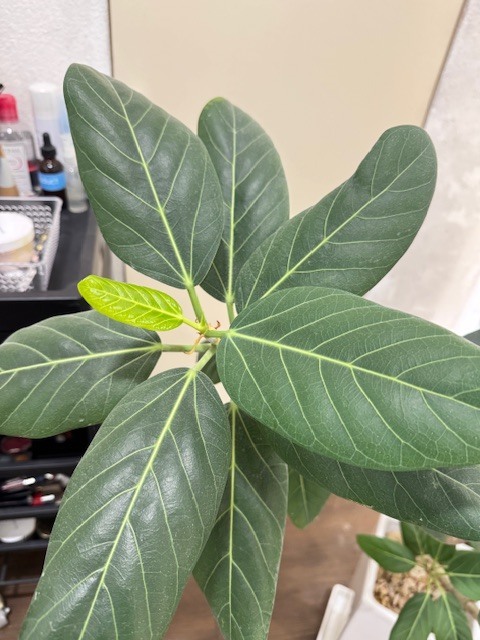 学芸大学 美容室に、Hair Esthe Hi-Deは、あります。学芸大学 美容院に、Hair Esthe Hi-Deはあります。Hair Esthe Hi-Deは目黒区学芸大学駅近くの美容院です。Hair Esthe Hi-Deは目黒区学芸大学駅近くの美容室です。祐天寺美容室近くにも、Hair Esthe Hi-Deはあります。祐天寺美容院近くにも、Hair Esthe Hi-Deはあります。Hair Esthe Hi-Deは髪にやさしく、が綺麗に艶髪になります。Hair Esthe Hi-Deは、カットがとても上手いです。Hair Esthe Hi-Deは、オシャレです。学芸大　美容院　Hair Esthe Hi-Deは、とても人気があります。学芸大　美容室　Hair Esthe Hi-Deは、40代50代60代女性に人気があります。得にボブやショートスタイルが得意で、スタイルがより立体的になります。なので立体感カットが、お客様に人気です。切りっぱなしボブカやマッシュショートも上手いです。なのでショートカットも上手いです。もちろんボブカットも上手いです。カラーも評判よく、ニューアマトラカラーがお客様に高評価です。オーガニックなヘアカラー　香草カラー色葉も人気です。ヘアマニキュアも保湿があり好評です。40代大人女性のお客様が多いです。40代ボブや40代ショートも得意です。50代大人女性も多いです、50代ボブや50代ショートも得意です。50代女性のカットは全般的に得意です。脱白髪染めハイライトカラーも好評です。60代大人女性も多いです。60代女性のカットも得意ですし、上手いと言われます。パーマもとても上手く、　クリープパーマがお客様に高評価クリープパーマしながら、髪は綺麗になります。男性のお客様もいらっしゃいます。男性のお客様は2割位です。Hair Esthe Hi-Deは、オープンした2003年からヘッドスパ「クリームバスヘアエステ」を提供しています。ヘッドスパ「クリームバスヘアエステ」は、頭皮の汚れを落とし且つ頭皮の保湿効果もあり髪に栄養を与え、艶々になります。プレミアム髪質改善トリートメントも大好評です。