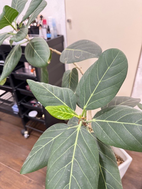 学芸大学 美容室に、Hair Esthe Hi-Deは、あります。学芸大学 美容院に、Hair Esthe Hi-Deはあります。Hair Esthe Hi-Deは目黒区学芸大学駅近くの美容院です。Hair Esthe Hi-Deは目黒区学芸大学駅近くの美容室です。祐天寺美容室近くにも、Hair Esthe Hi-Deはあります。祐天寺美容院近くにも、Hair Esthe Hi-Deはあります。Hair Esthe Hi-Deは髪にやさしく、が綺麗に艶髪になります。Hair Esthe Hi-Deは、カットがとても上手いです。Hair Esthe Hi-Deは、オシャレです。学芸大　美容院　Hair Esthe Hi-Deは、とても人気があります。学芸大　美容室　Hair Esthe Hi-Deは、40代50代60代女性に人気があります。得にボブやショートスタイルが得意で、スタイルがより立体的になります。なので立体感カットが、お客様に人気です。切りっぱなしボブカやマッシュショートも上手いです。なのでショートカットも上手いです。もちろんボブカットも上手いです。カラーも評判よく、ニューアマトラカラーがお客様に高評価です。オーガニックなヘアカラー　香草カラー色葉も人気です。ヘアマニキュアも保湿があり好評です。40代大人女性のお客様が多いです。40代ボブや40代ショートも得意です。50代大人女性も多いです、50代ボブや50代ショートも得意です。50代女性のカットは全般的に得意です。脱白髪染めハイライトカラーも好評です。60代大人女性も多いです。60代女性のカットも得意ですし、上手いと言われます。パーマもとても上手く、　クリープパーマがお客様に高評価クリープパーマしながら、髪は綺麗になります。男性のお客様もいらっしゃいます。男性のお客様は2割位です。Hair Esthe Hi-Deは、オープンした2003年からヘッドスパ「クリームバスヘアエステ」を提供しています。ヘッドスパ「クリームバスヘアエステ」は、頭皮の汚れを落とし且つ頭皮の保湿効果もあり髪に栄養を与え、艶々になります。プレミアム髪質改善トリートメントも大好評です。