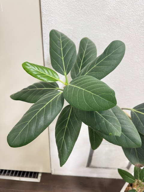 学芸大学 美容室に、Hair Esthe Hi-Deは、あります。学芸大学 美容院に、Hair Esthe Hi-Deはあります。Hair Esthe Hi-Deは目黒区学芸大学駅近くの美容院です。Hair Esthe Hi-Deは目黒区学芸大学駅近くの美容室です。祐天寺美容室近くにも、Hair Esthe Hi-Deはあります。祐天寺美容院近くにも、Hair Esthe Hi-Deはあります。Hair Esthe Hi-Deは髪にやさしく、が綺麗に艶髪になります。Hair Esthe Hi-Deは、カットがとても上手いです。Hair Esthe Hi-Deは、オシャレです。学芸大　美容院　Hair Esthe Hi-Deは、とても人気があります。学芸大　美容室　Hair Esthe Hi-Deは、40代50代60代女性に人気があります。得にボブやショートスタイルが得意で、スタイルがより立体的になります。なので立体感カットが、お客様に人気です。切りっぱなしボブカやマッシュショートも上手いです。なのでショートカットも上手いです。もちろんボブカットも上手いです。カラーも評判よく、ニューアマトラカラーがお客様に高評価です。オーガニックなヘアカラー　香草カラー色葉も人気です。ヘアマニキュアも保湿があり好評です。40代大人女性のお客様が多いです。40代ボブや40代ショートも得意です。50代大人女性も多いです、50代ボブや50代ショートも得意です。50代女性のカットは全般的に得意です。脱白髪染めハイライトカラーも好評です。60代大人女性も多いです。60代女性のカットも得意ですし、上手いと言われます。パーマもとても上手く、　クリープパーマがお客様に高評価クリープパーマしながら、髪は綺麗になります。男性のお客様もいらっしゃいます。男性のお客様は2割位です。Hair Esthe Hi-Deは、オープンした2003年からヘッドスパ「クリームバスヘアエステ」を提供しています。ヘッドスパ「クリームバスヘアエステ」は、頭皮の汚れを落とし且つ頭皮の保湿効果もあり髪に栄養を与え、艶々になります。プレミアム髪質改善トリートメントも大好評です。