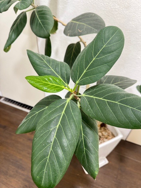 学芸大学 美容室に、Hair Esthe Hi-Deは、あります。学芸大学 美容院に、Hair Esthe Hi-Deはあります。Hair Esthe Hi-Deは目黒区学芸大学駅近くの美容院です。Hair Esthe Hi-Deは目黒区学芸大学駅近くの美容室です。祐天寺美容室近くにも、Hair Esthe Hi-Deはあります。祐天寺美容院近くにも、Hair Esthe Hi-Deはあります。Hair Esthe Hi-Deは髪にやさしく、が綺麗に艶髪になります。Hair Esthe Hi-Deは、カットがとても上手いです。Hair Esthe Hi-Deは、オシャレです。学芸大　美容院　Hair Esthe Hi-Deは、とても人気があります。学芸大　美容室　Hair Esthe Hi-Deは、40代50代60代女性に人気があります。得にボブやショートスタイルが得意で、スタイルがより立体的になります。なので立体感カットが、お客様に人気です。切りっぱなしボブカやマッシュショートも上手いです。なのでショートカットも上手いです。もちろんボブカットも上手いです。カラーも評判よく、ニューアマトラカラーがお客様に高評価です。オーガニックなヘアカラー　香草カラー色葉も人気です。ヘアマニキュアも保湿があり好評です。40代大人女性のお客様が多いです。40代ボブや40代ショートも得意です。50代大人女性も多いです、50代ボブや50代ショートも得意です。50代女性のカットは全般的に得意です。脱白髪染めハイライトカラーも好評です。60代大人女性も多いです。60代女性のカットも得意ですし、上手いと言われます。パーマもとても上手く、　クリープパーマがお客様に高評価クリープパーマしながら、髪は綺麗になります。男性のお客様もいらっしゃいます。男性のお客様は2割位です。Hair Esthe Hi-Deは、オープンした2003年からヘッドスパ「クリームバスヘアエステ」を提供しています。ヘッドスパ「クリームバスヘアエステ」は、頭皮の汚れを落とし且つ頭皮の保湿効果もあり髪に栄養を与え、艶々になります。プレミアム髪質改善トリートメントも大好評です。